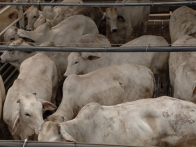 Embrapa pesquisa genes para carne de qualidade