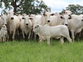 Mercado de produção valoriza fêmea PO 