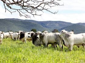 PMGZ é tema de palestra durante Dia de Campo no MT