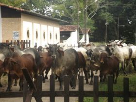 Três raças fizeram bonito na PGP da ANORC  