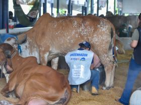 Começa o Concurso Leiteiro da ExpoLeite