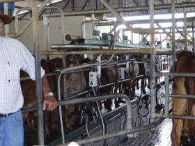 Vantagens do PMGZ Leite serão tema de palestra em Dia de Campo