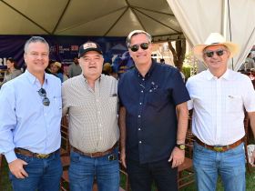 PMGZ Carne: novo abate do programa revela desempenho superior da genética zebuína PO melhoradora