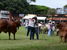 Grandes campeões da ExpoZebu 2019 são anunciados no PFC