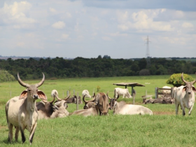 ONU recomenda avanços em questão de bem estar animal 