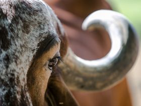 ABCZ divulga programação oficial da ExpoLeite