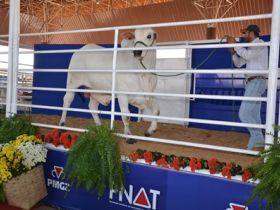 Touros PNAT da 5ª bateria são requisitados 