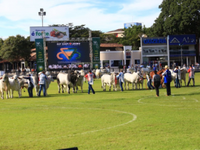 Brahman divulga as primeiras campeãs da ExpoZebu 2017