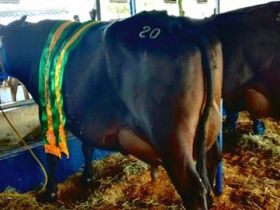 Fêmea Guzolando bate recorde em torneio da Exposição de Governador Valadares 