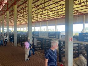 Melhoramento genético das raças zebuínas é destaque no Show Rural Coopavel, em Cascavel (PR)