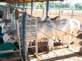PNAT avança para nova etapa com avaliação de consumo e ganho de peso dos touros