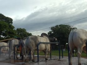 Mapa publica novas regras de comercialização de sêmen em centrais