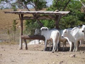 ExpoZebu 2015: Guabi apresenta benefícios da suplementação de bezerro 