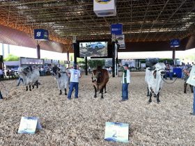 Gir Leiteiro estreia na pista de julgamentos da 3ª ExpoLeite