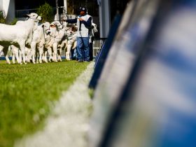 89ª ExpoZebu já tem mais de 2 mil animais inscritos