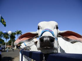 Inscrições de animais para 88ª ExpoZebu têm lista de espera