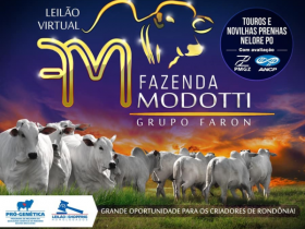?Leilão Virtual Fazenda Modotti? vai oferecer 80 exemplares de Nelore no próximo dia 23