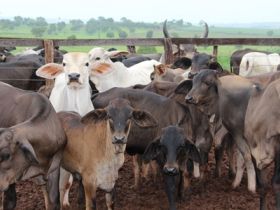 Última oportunidade do ano para comprar touros Pró-Genética em MG