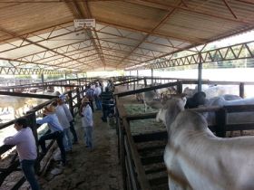 Pró-Genética atende criadores em Goiás