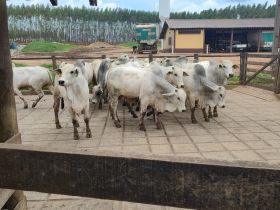 PMGZ Carne: animais passam por pesagem final; abate acontece amanhã