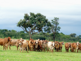 ABCZ lança o 13° Sumário de Touros de Aptidão Leiteira na ExpoZebu