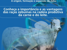 Zebu na Universidade chega a São Paulo