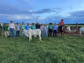 PMGZ Comercial: equipe da ABCZ realiza nova classificação de fêmeas, avaliação e pesagem de bezerros na Agropecuária Passo do Lobo, em Mato Grosso