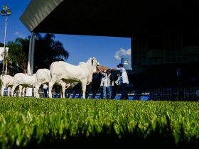 Início dos Dias de Campo e reunião da Ficebu são destaques na 88ª ExpoZebu nesta 4ª feira
