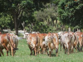 ExpoLeite: ABCZ promoverá Curso de Avaliação Morfológica de Raças Zebuínas Leiteiras