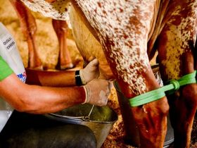 88ª ExpoZebu: primeiras ordenhas preliminares do Concurso Leiteiro são realizadas