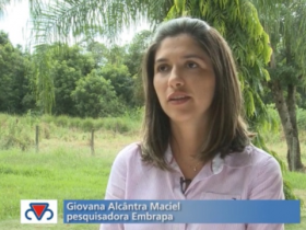 Pesquisadora fala sobre formação de pastagens em ILPF no CRPBZ