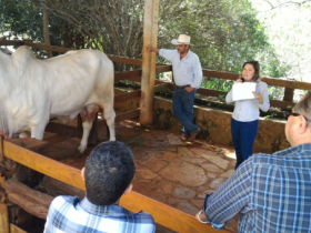 Dia de Campo PMGZ destaca evolução da raça Indubrasil  