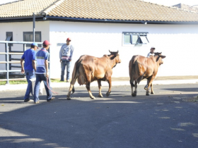 ABCZ oferece plantão veterinário aos animais participantes da ExpoZebu