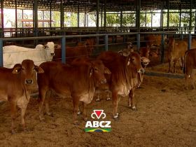 De Uberaba para a Bolívia: zebuínos embarcam após quarentena na Fazenda Experimental Orestes Prata Tibery Júnior