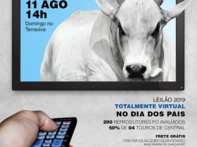 '11º Leilão Nelore Vera Cruz' será realizado no próximo domingo (11)