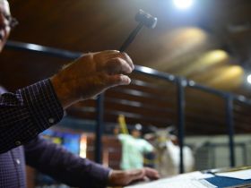 88ª ExpoZebu: Faturamento dos leilões já superou total registrado em 2022