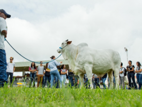 Minicursos irão movimentar primeiro dia do Zootec 2019