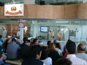 Zebu é reconhecido no Sul