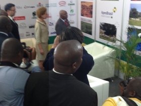 Zebu brasileiro é destaque em feira na África 