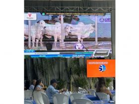 PMGZ Comercial: preço de bezerro categoria PC bate R$ 4,68 mil em leilão