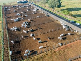 PNAT 2024: ABCZ divulga resultados do Teste de Desempenho e Eficiência Alimentar (TDEA)