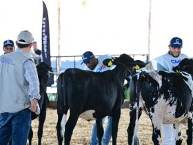 Pavilhão Multiuso recebe os primeiros julgamentos da 3ª ExpoLeite
