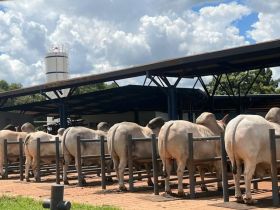 Nome comercial: conheça as vantagens de atribuir apelidos aos touros com RGD