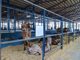 ABCZ irá sortear até R$ 15 mil entre compradores das Feiras Pró-Genética e Pró-Fêmeas – Edição ExpoLeite – em Uberaba (MG)