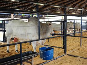 ExpoGenética 2023: ABCZ divulga data de entrada e saída dos animais que participarão da feira