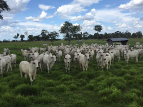 Criatório referência na raça nelore, Aliança adere ao PMGZ