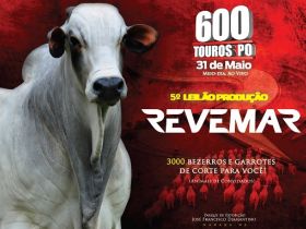 Leilão Revemar oferta 600 touros nelore PO no Pará