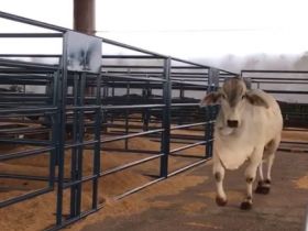 Touros participantes do PNAT 2018 já estão no Parque Fernando Costa