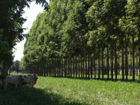 Estudo avalia melhores árvores para sombreamento no pasto
