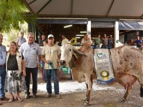 Raça Gir Leiteiro tem nova recordista mundial